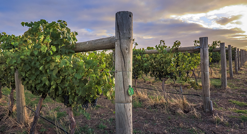 Sutton Grange vines